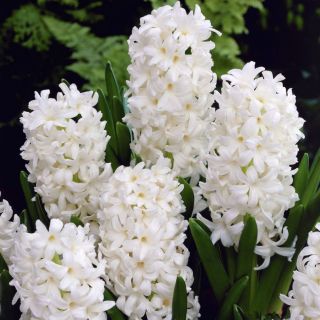 Hyacinthus Carnegie - Hyacinth Carnegie - 3 구근 -  Hyacinthus orientalis