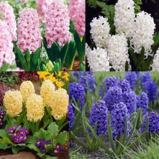 Hyacinth - fargevalg - stor pakke! - 30 stk