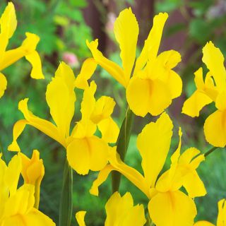 Kurjenmiekat (Iris × hollandica) - Golden Harvest - paketti 10 kpl