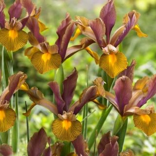 Iris hollandica Lion King - 10 žarnic - Iris × hollandica