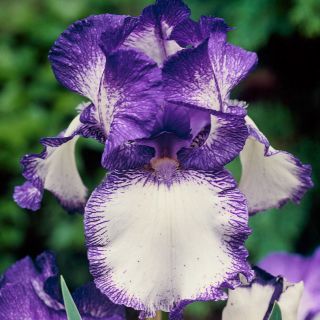 Iris germanica حلقه حلقه - لامپ / غده / ریشه