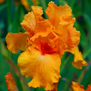 Iris germanica Orange - bebawang / umbi / akar