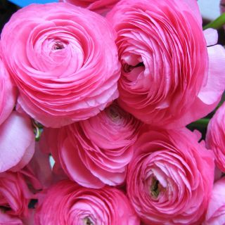 Лютик - розовый - пакет из 10 штук - Ranunculus