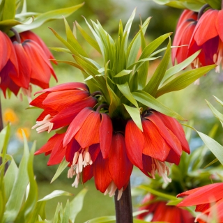 Red crown imperial – large pack! – 9 pcs