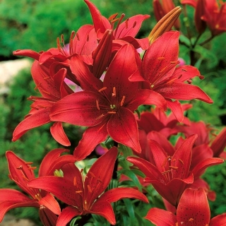 Lilium, Lily Asiatic Red