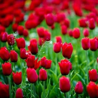 Tulipaner Spring Song - pakke med 5 stk - Tulipa Spring Song