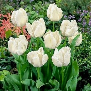 Tulipa White Parrot - pacote de 5 peças