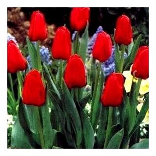 טוליפה הולנד - טוליפ הולנד - 5 בצל - Tulipa Hollandia