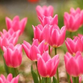 Tulpės China Pink - pakuotėje yra 5 vnt - Tulipa China Pink