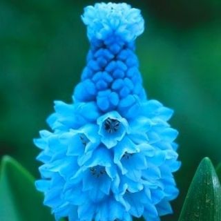 Azúrový hyacint - veľké balenie! - 100 ks - 