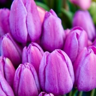 Magic Lavender tulipan - 5 kosov - Tulipa Magic Lavender
