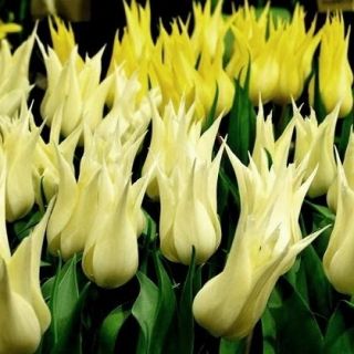 Tulipa Sapporo - Tulip Sapporo - 5 bebawang - Tulipa Saporro
