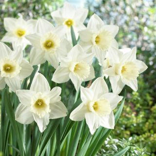 Narcis - Mount Hood - pakke med 5 stk - Narcissus
