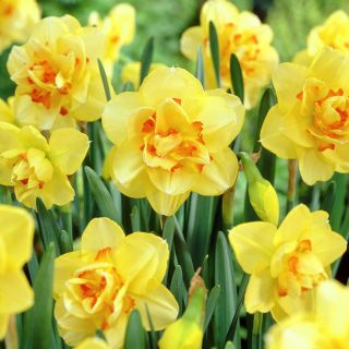 Narcissus Tahiti - Daffodil Tahiti - 5 củ