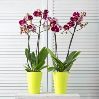 Pot bunga pusingan, tinggi - Lilia - 12,5 cm - Lime - 