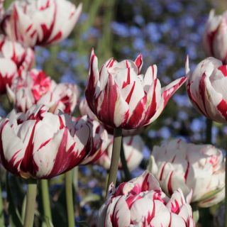 Tulipa Carnaval de Nice - Tulip Carnaval de Nice - 5 bulbs