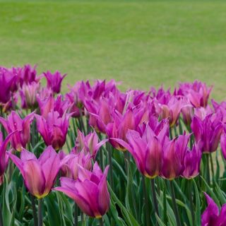 Tulpės Maytime - pakuotėje yra 5 vnt - Tulipa Maytime
