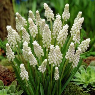 Balts paklājs - baltā ziedu hiacinte - liels iepakojums! - 100 gab - 