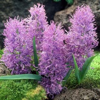 Muscari Plumosum - Anggur Plumosum Hyacinth - 5 bebawang