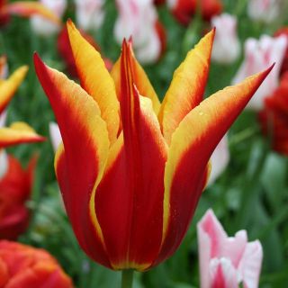 Tulipa Aladdin - Tulip Aladdin - 5 หลอด