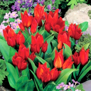 Разнообр.азие на Tulipa Tubergen - разнообр.азие от Tulip Tubergen - 5 луковици - Tulipa Tubergen's Variety