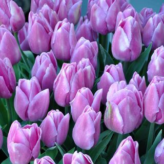 Tulipa Alibi - Tulipán Alibi - 5 květinové cibule