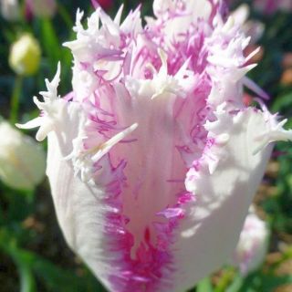 Tulipa Aria Card - 튤립 아리아 카드 - 5 개의 알뿌리