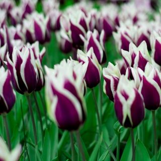 Tulipa Songbook - Tulip Songbook - 5 Bulbs - Tulipa Chansonette
