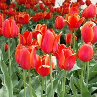 Tulpės Temple of Beauty - pakuotėje yra 5 vnt - Tulipa Temple of Beauty