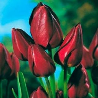 Tulipa Wallflower - Tulip Wallflower - 5 لامپ