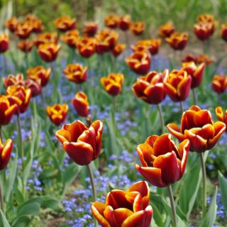 Tulipa Abu Hassan - Tulip Abu Hassan - 5 kvetinové cibule