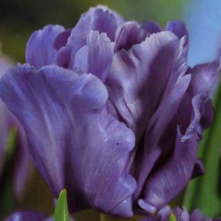 Tulpes Blue Parrot - 5 gab. Iepakojums - Tulipa Blue Parrot