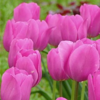 チューリップドンキホーテ チューリップドンキホーテ 5球根 Tulipa Don Quichotte Garden Seeds Market 送料無料