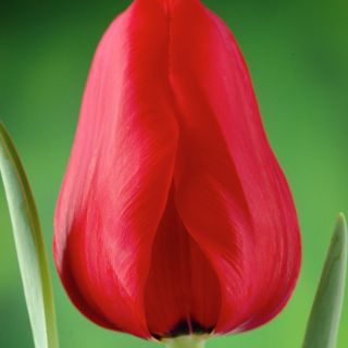 Tulipan Ile de France - pakke med 5 stk - Tulipa Ile de France