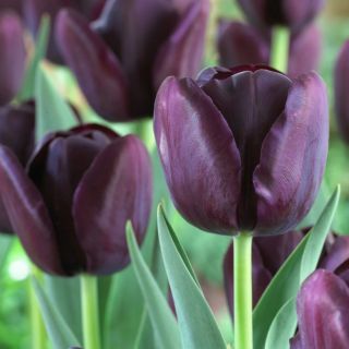 Tulp Queen of Night - pakket van 5 stuks - Tulipa Queen of Night