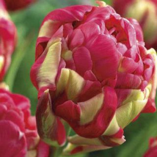 Tulipano Renown Unique - pacchetto di 5 pezzi - Tulipa Renown Unique
