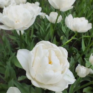 Tulipa塔科马山 - 郁金香塔科马 -  5个洋葱 - Tulipa Mount Tacoma