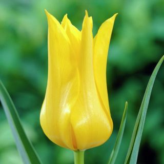 Tulipa West Point - Tulip West Point - 5 bebawang