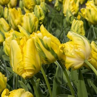 Tulipa Golden Glasnost - Tulipán Golden Glasnost - 5 květinové cibule