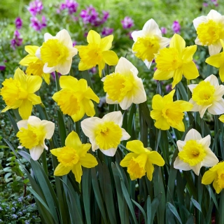 Yellow and white daffodil set – 50 pcs