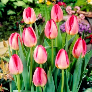 Tulp Judith Leyster - pakend 5 tk - Tulipa Judith Leyster