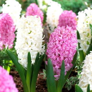 白とピンクの花のヒヤシンス -  24個 - 