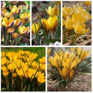 Crocuses – yellow–flowered varieties – 200 pcs