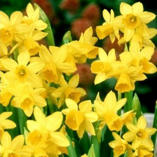 شیرین نابالغ Jonquilla - 5 لامپ - Narcissus