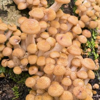 蜂蜜菌 - Armillaria mellea
