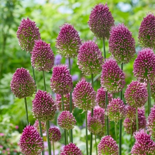 ネギ属sphaerocephalon 球根 Allium Sphaerocephalon Garden Seeds Market 送料無料
