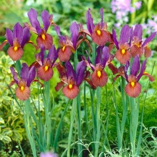 Iris hollandica Око Тигра - 10 цибулин - Iris × hollandica