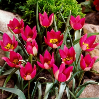 Tulipa波斯珍珠 - 郁金香波斯珍珠 -  5个洋葱 - Tulipa Persian Pearl