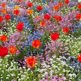Tulipano arancio, blu, rosa e bianco non ti scordar di alpinismo - set di bulbi e semi - 