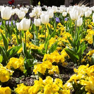 White tulip and yellow large-flowered pansy - bulb and seeds set
